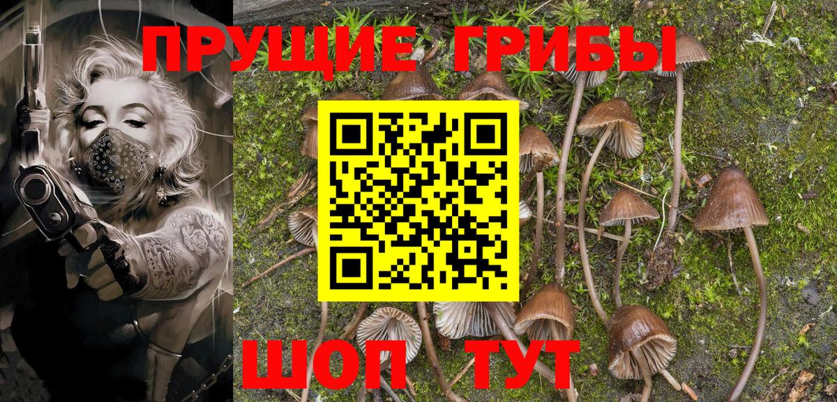 Галлюциногенные грибы Psilocybe Южноуральск